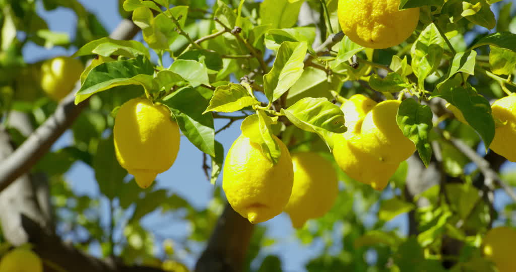 Limones en árbol